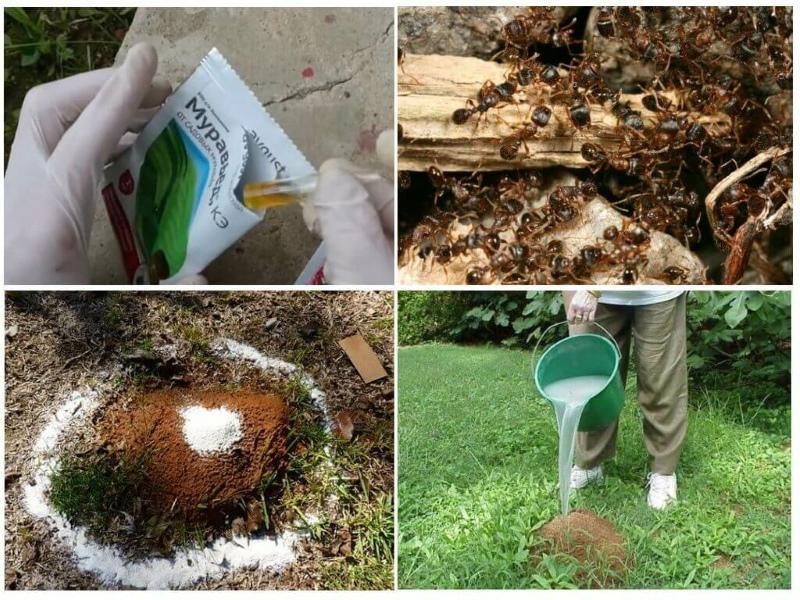 hur man kan bli av med myror i trädgården