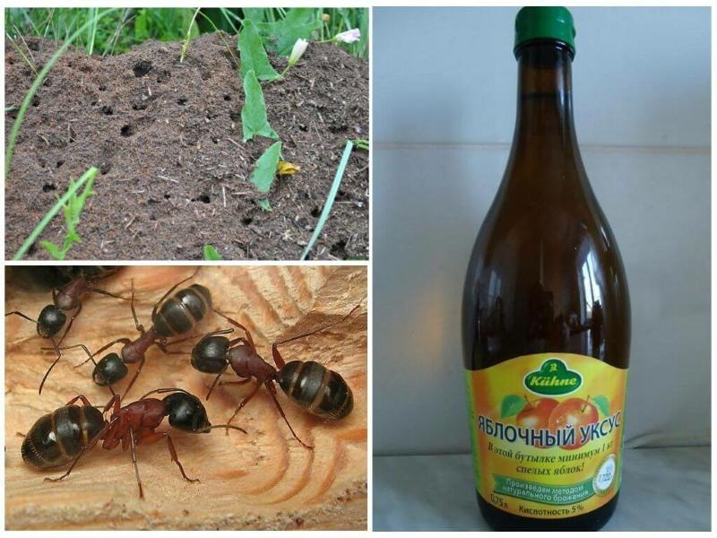 rimedi popolari per le formiche