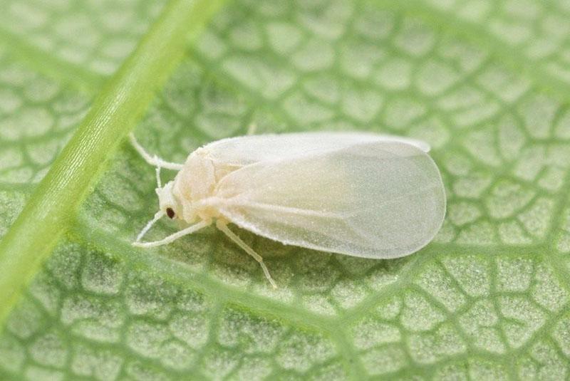 adult whitefly