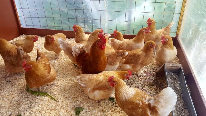 wie man Hühner zu Hause füttert