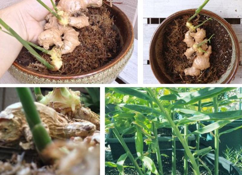 how to grow ginger from the root at home