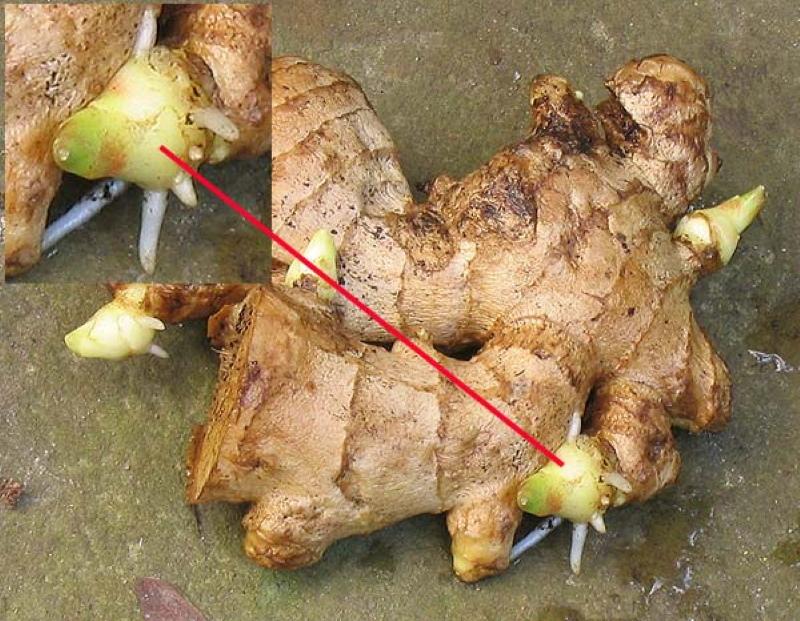 ginger root with awake buds