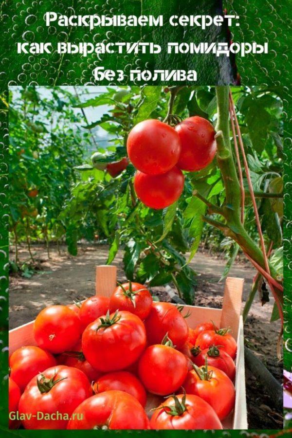 how to grow tomatoes without watering