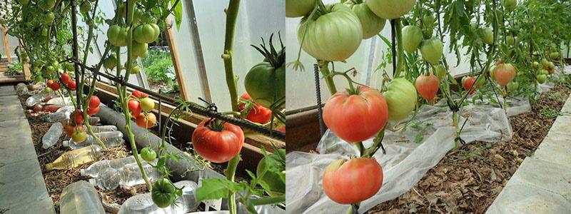 pomidorų auginimo be laistymo metodo esmė