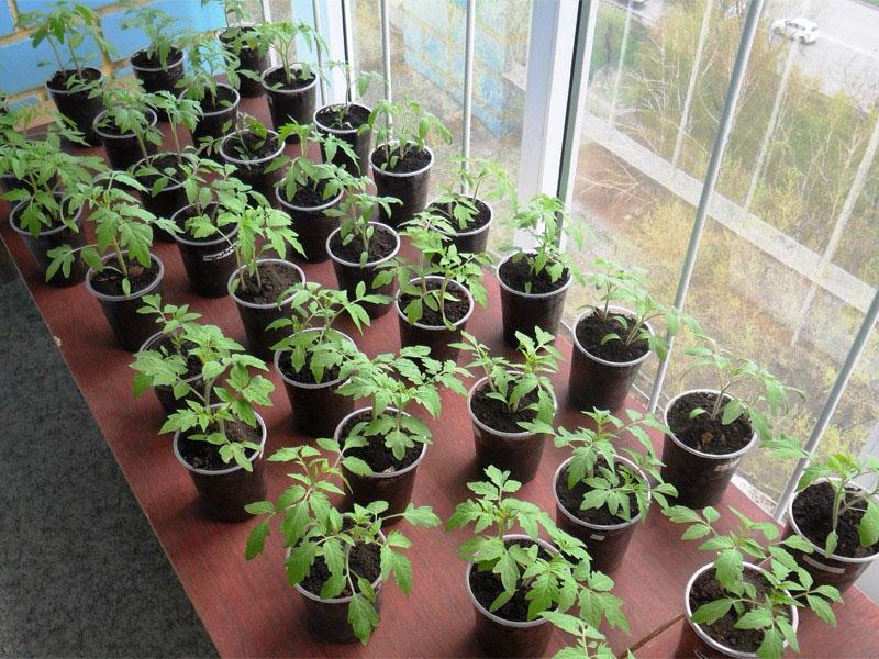 kasvavat tomaatin taimet