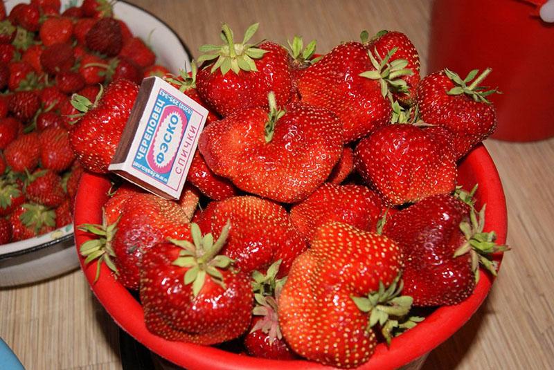 strawberry harvest chamora turusi