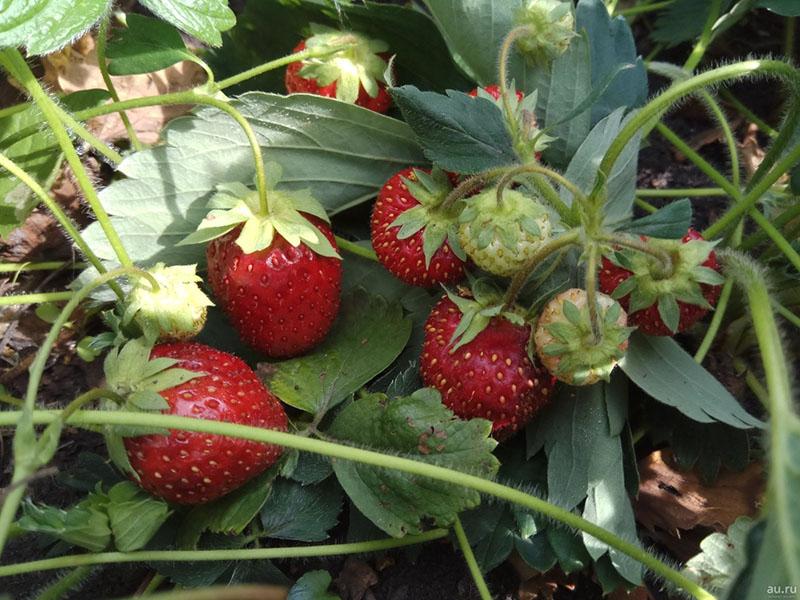 hybrid erhållen genom att korsa Markee och Sieger jordgubbar