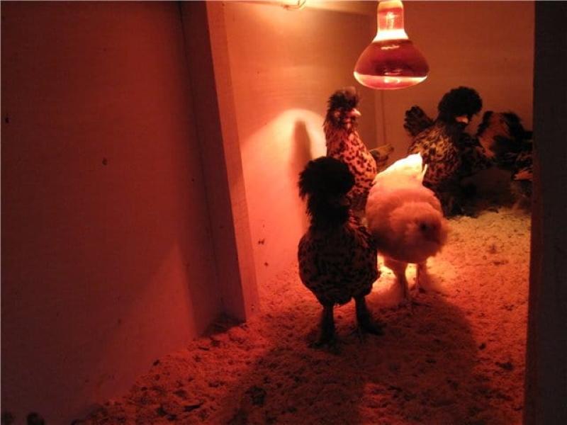 bir tavuk kümesi bir lambayla nasıl ısıtılır
