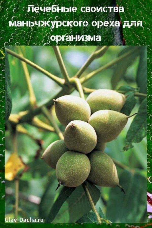 léčivé vlastnosti manchuového ořechu