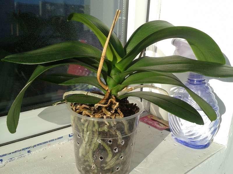 orhideea nu înflorește ce să facă