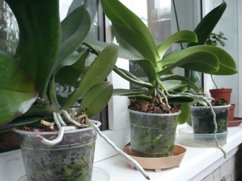 как да накарам цъфтежа на орхидея