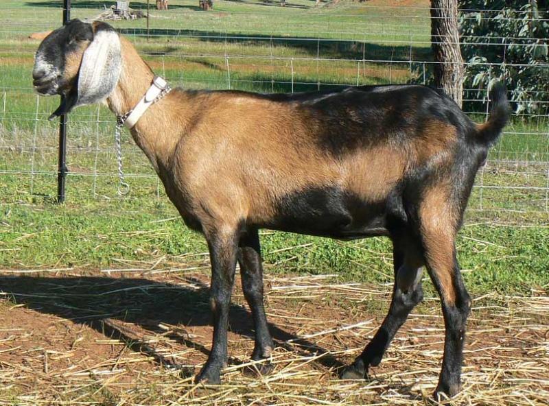 опис расе нубијске козе
