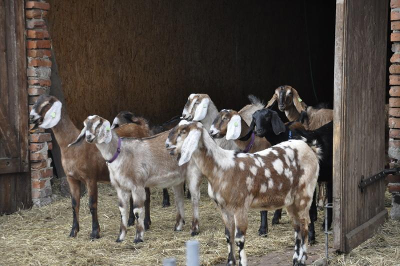 species of nubian goats