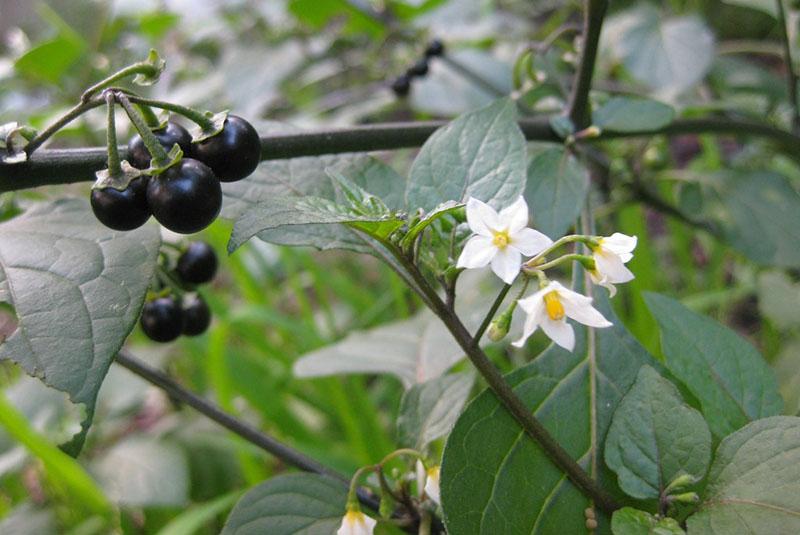 blooming sunberry