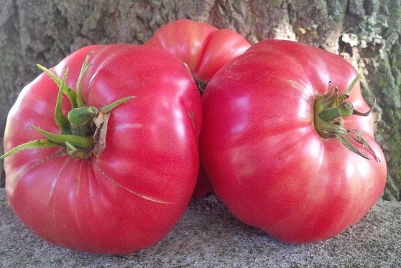 große saftige Früchte von Tomatenzuckerbison