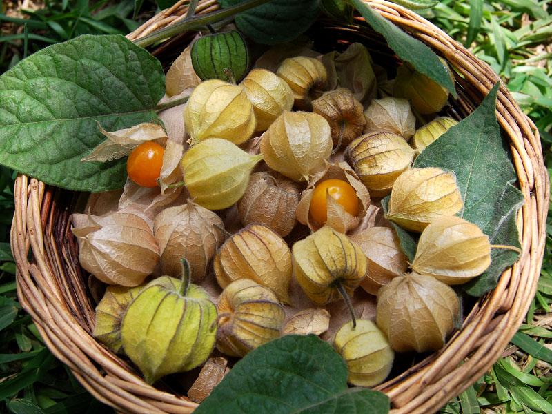 moden physalis for blanks
