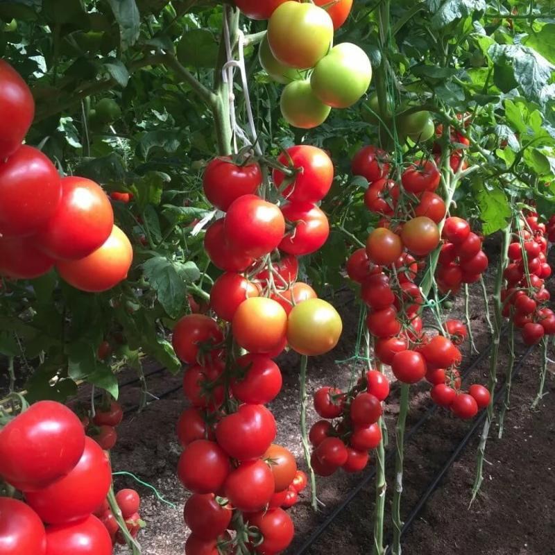 tomaatin blagovest-ominaisuudet ja lajikkeen kuvaus