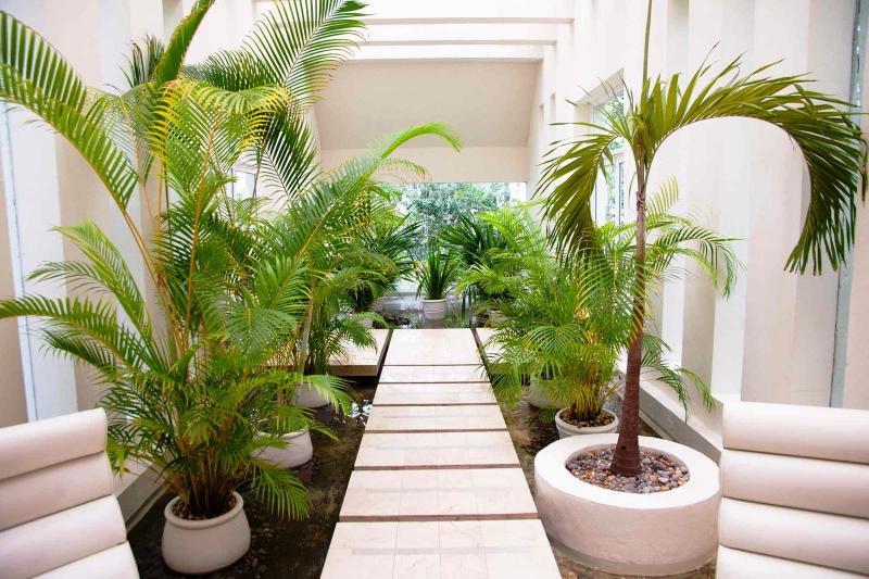 caring for a palm tree at home