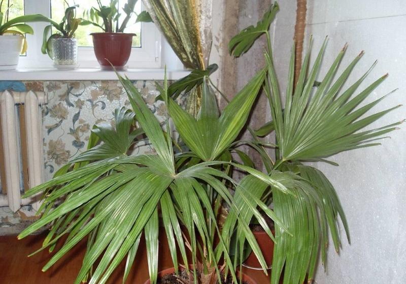 temperatura i osvjetljenje za palme