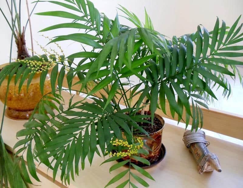 palmiye ağaçlarının bakımı nasıl yapılır