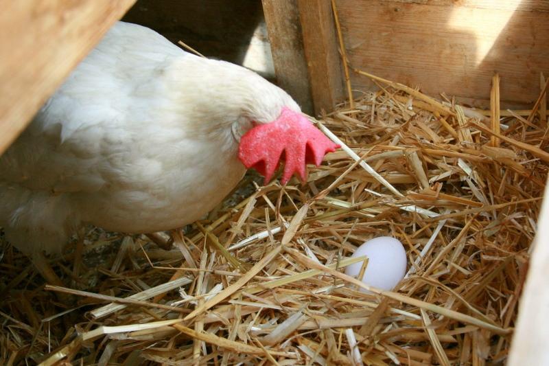 producerea de ouă a straturilor