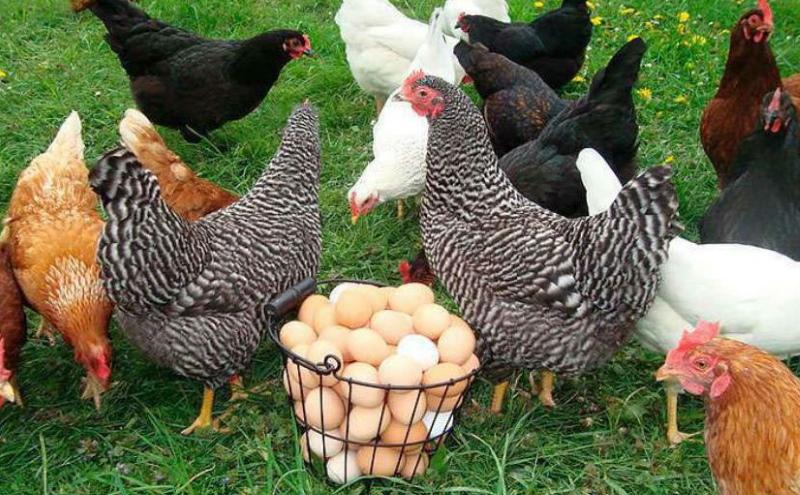mi befolyásolja a tojótyúkok tojástermelését