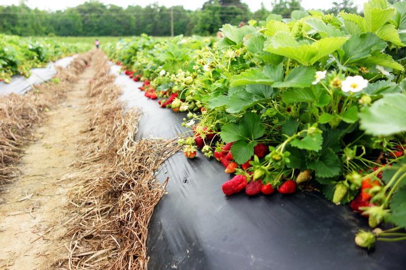 growing strawberries using Finnish technology