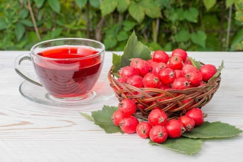 hawthorn berries benefits and harms how to take