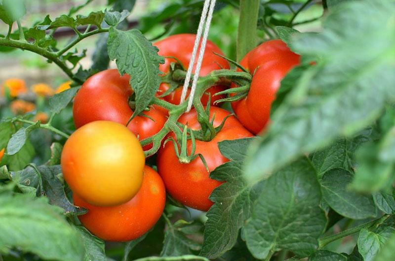 grote variëteit aan tomaten