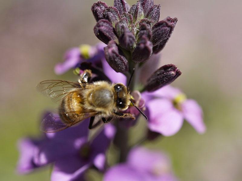 pollengyűjtés