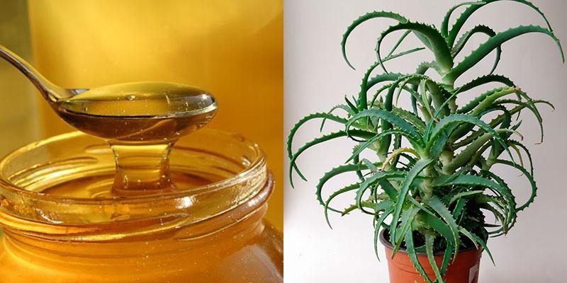 beneficial properties of honey and aloe
