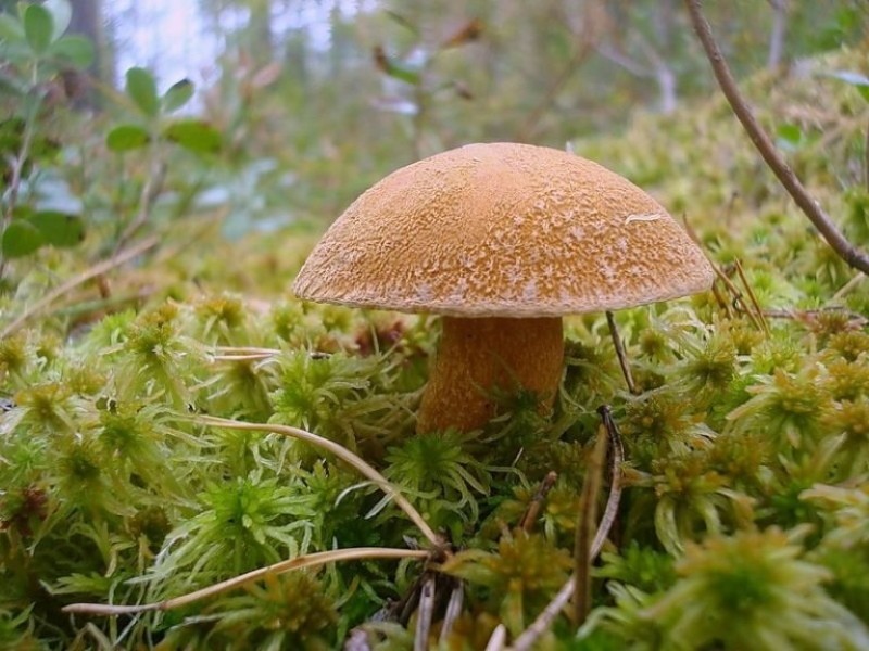 foto de hongo hongo y descripción de la especie