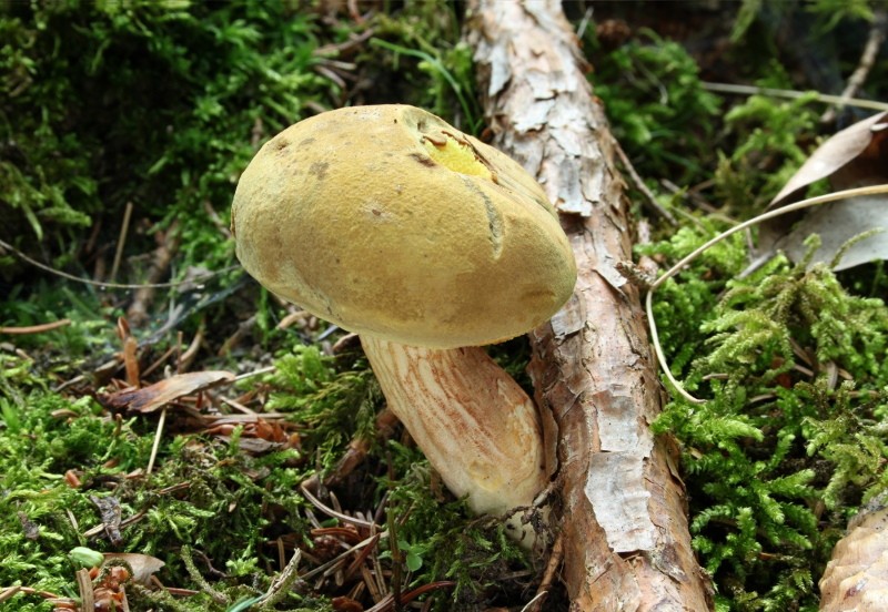 houba setrvačník fotografie a popis falešného druhu zelený setrvačník