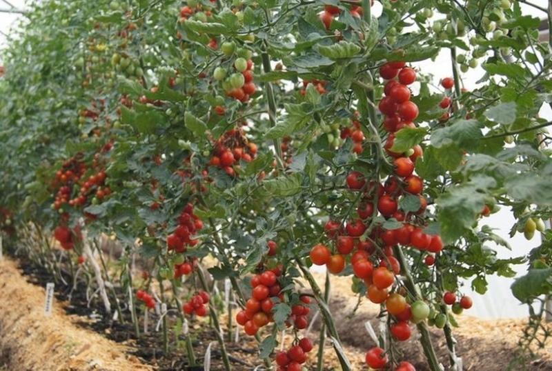 onbepaalde variëteit aan tomaat wat is het