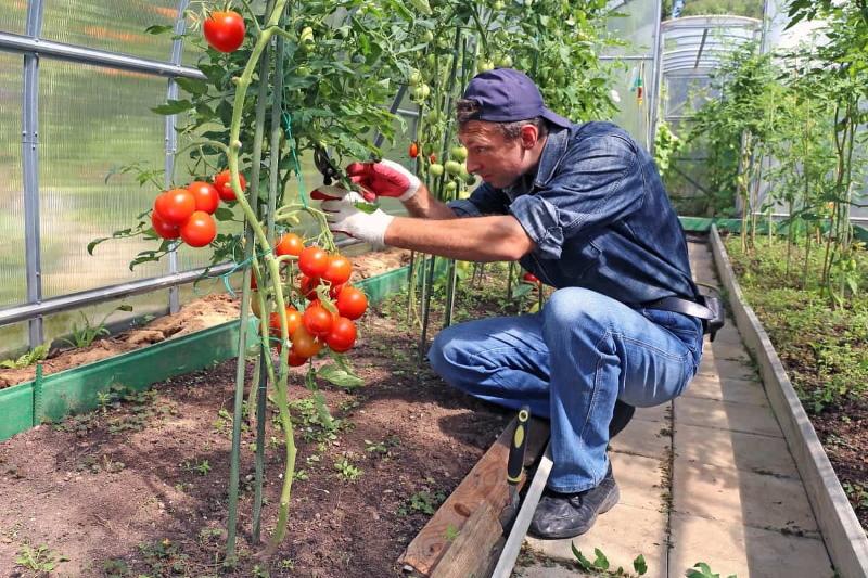 benefits of indeterminate tomatoes