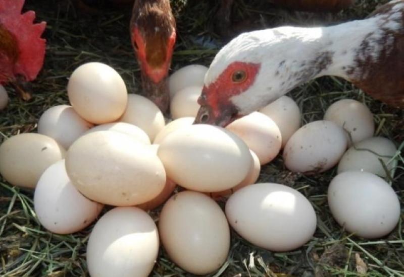 kaip padidinti kiaušinių gamybą