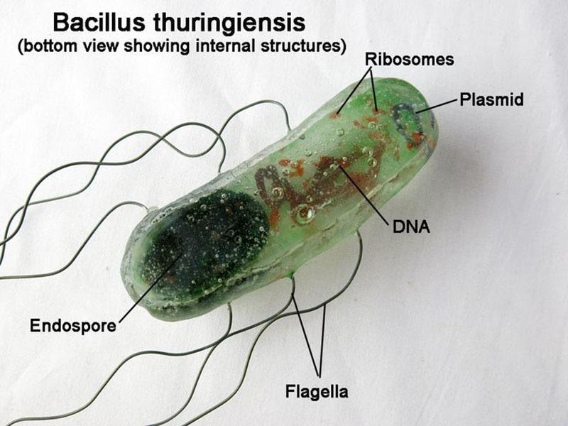 a Bacillus thuringiensis var. III. szerotípusú baktériumok sejtjei. kurstaki