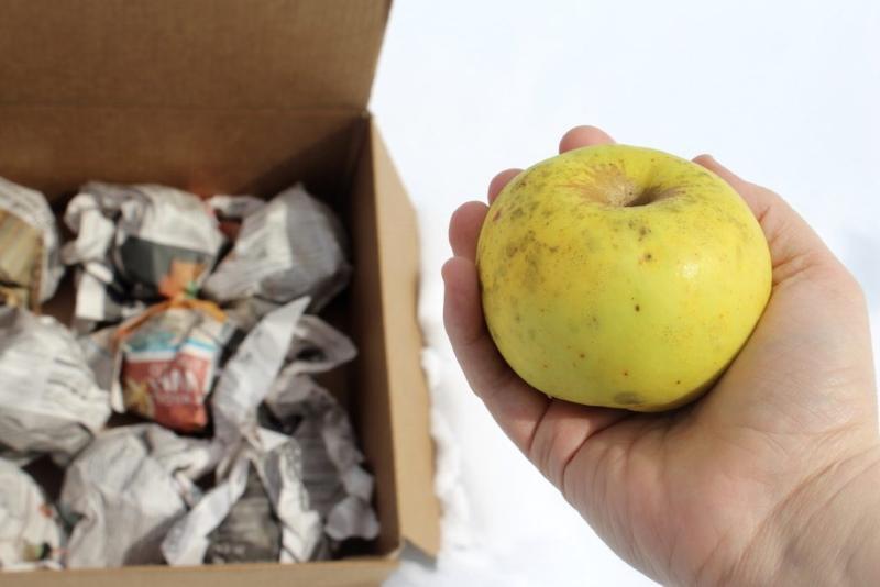 как да съхранявате ябълки за зимата