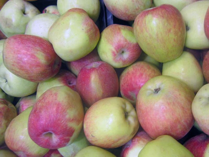 какви ябълки да изберем за съхранение