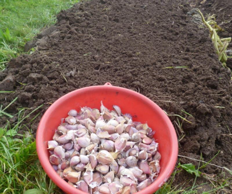 cum se pregătește usturoiul pentru plantare
