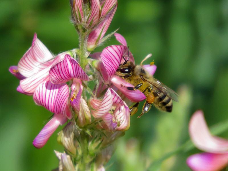 recolección de néctar por abejas