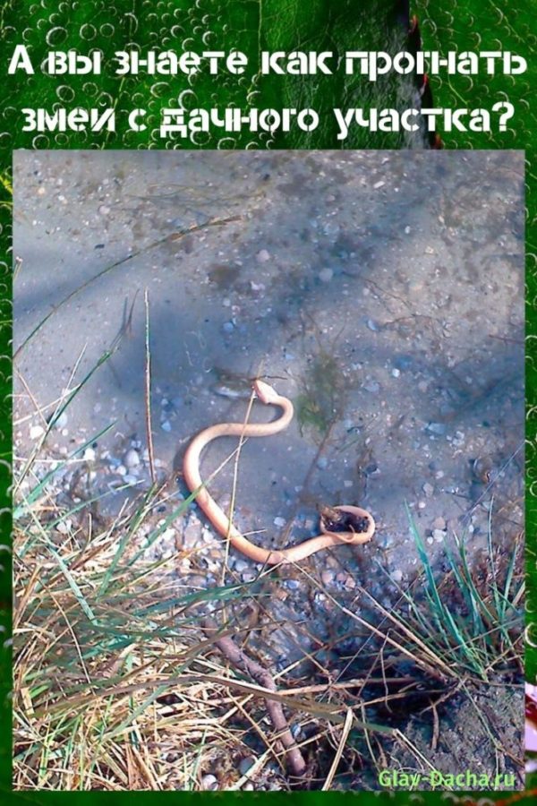 hur man kör en orm från en sommarstuga
