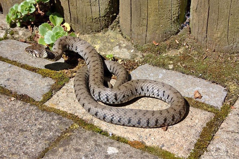 slanger på deres sommerhus