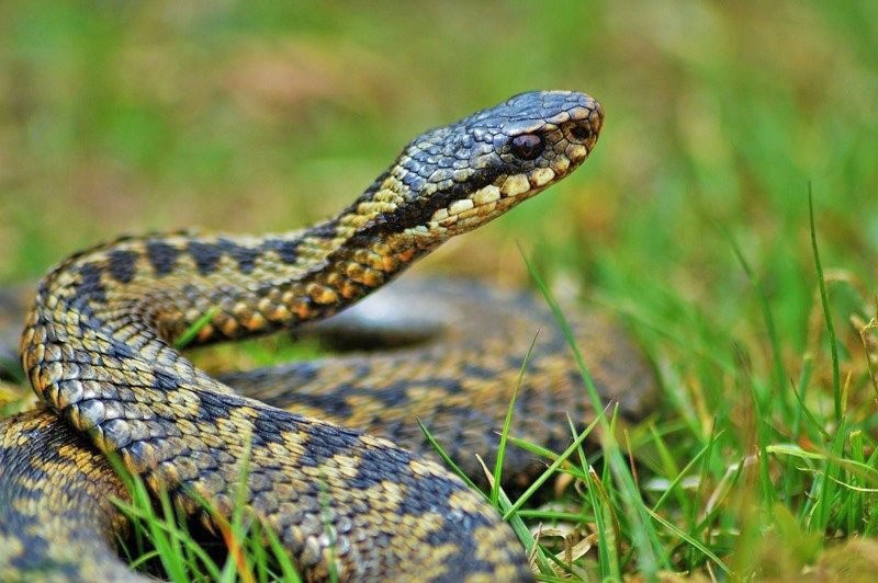 čūska starp zāli