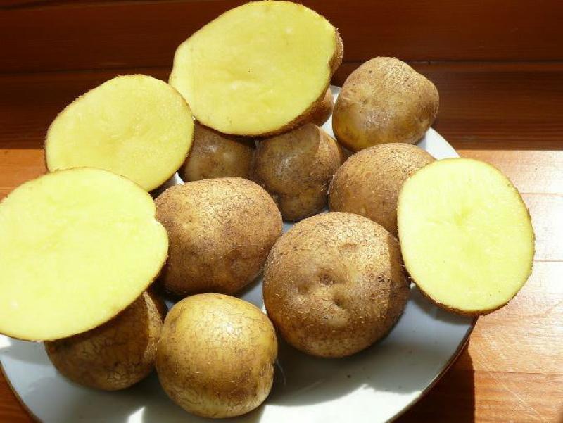 varietate de cartofi veneta descriere fotografie și recenzii