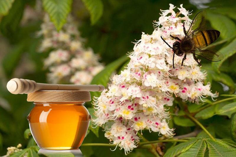 μέλι λουλουδιών καστανιάς