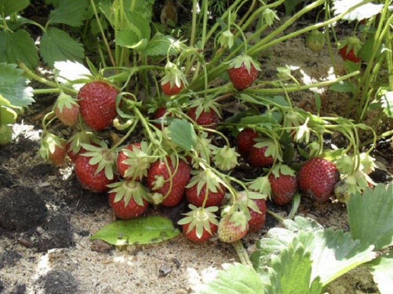 simultaneous ripening of berries