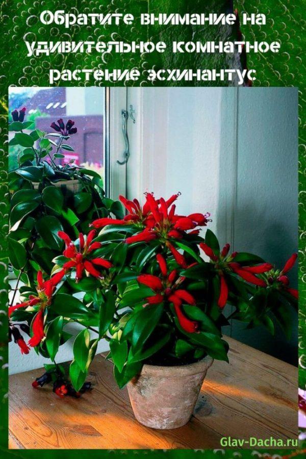 kambarinis augalas eschinanthus