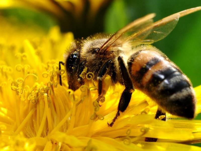 רפואה לדבורים Apimax