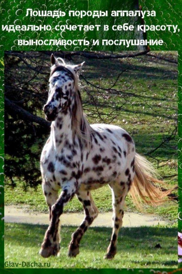 Appaloosa paard